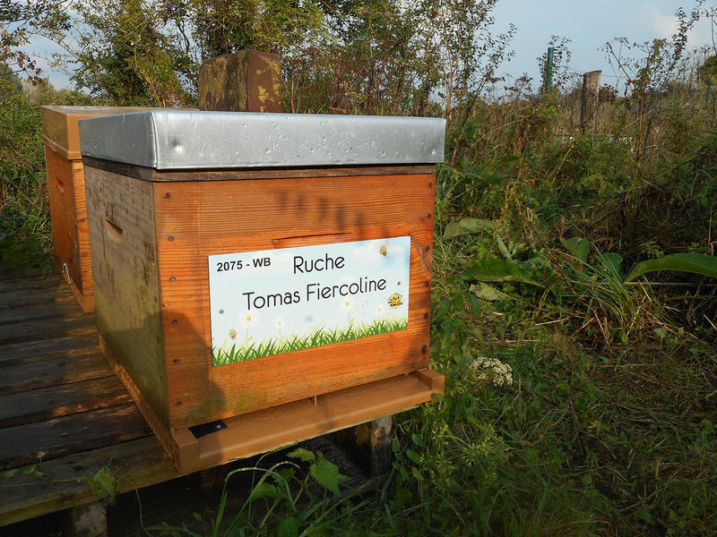 La ruche Tomas Fiercoline